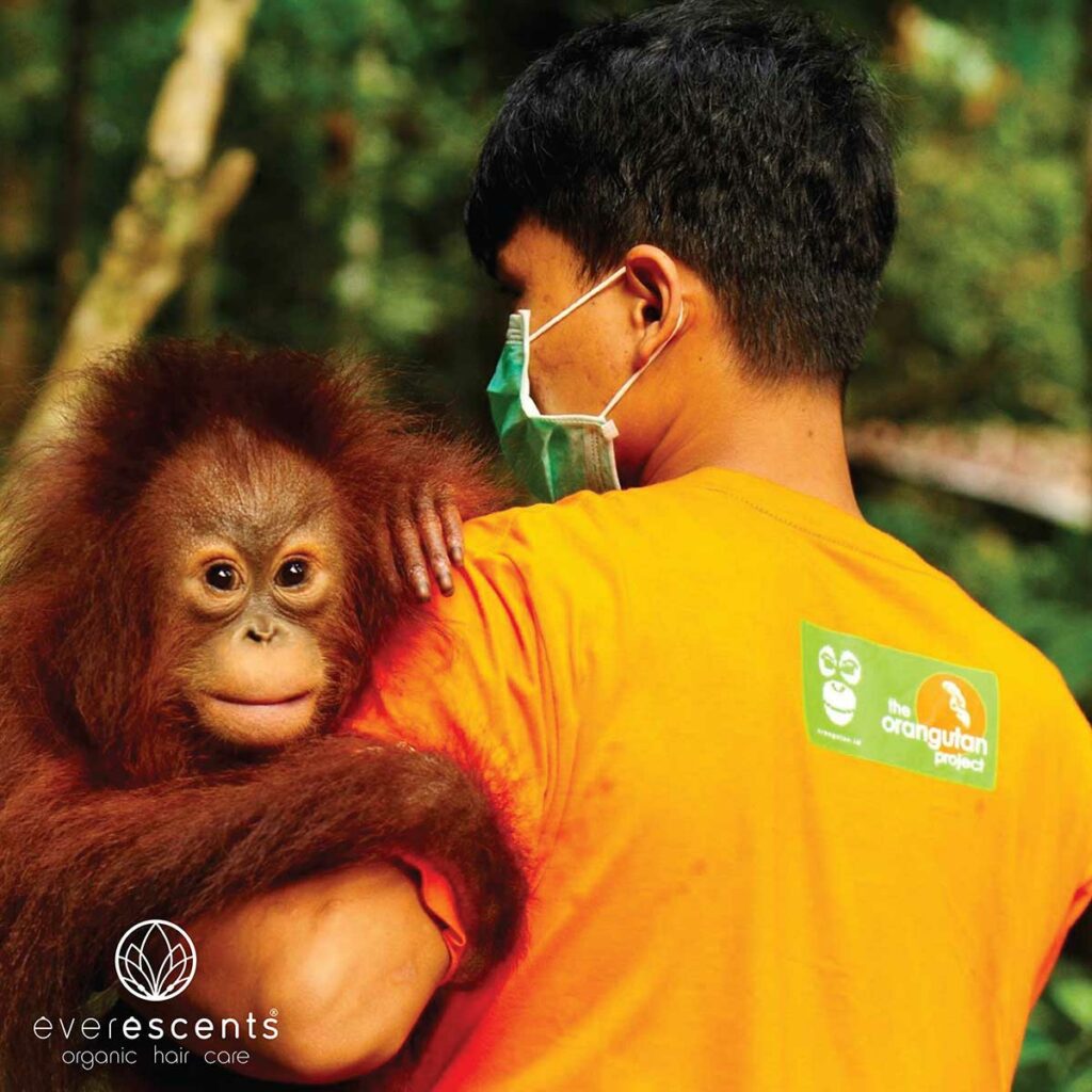 The_Orangutan_Project